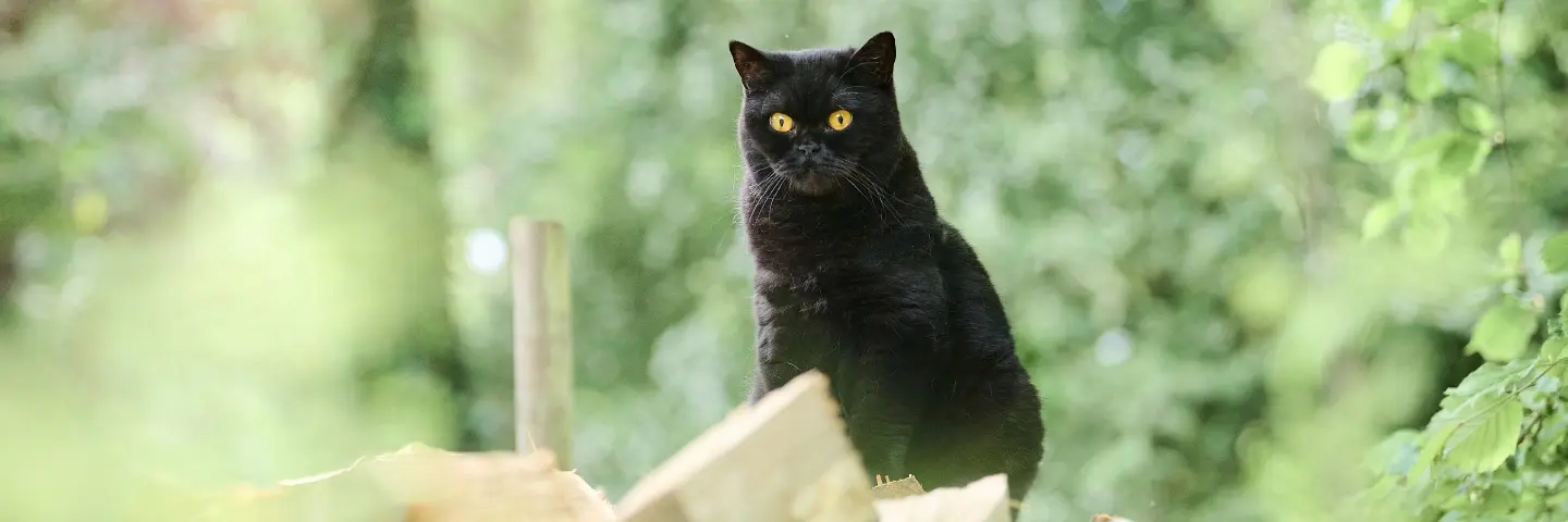 Beaphar Worm producten kat