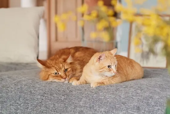 CatComfort Excellence - Harmonious living