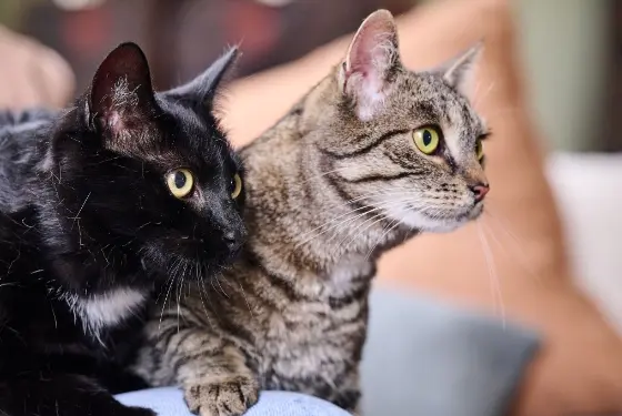CatComfort Excellence - Harmonious living cats